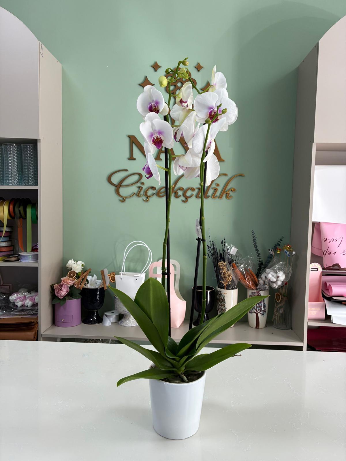 Beyaz Zarafet – Çift Dallı Phalaenopsis Orkide