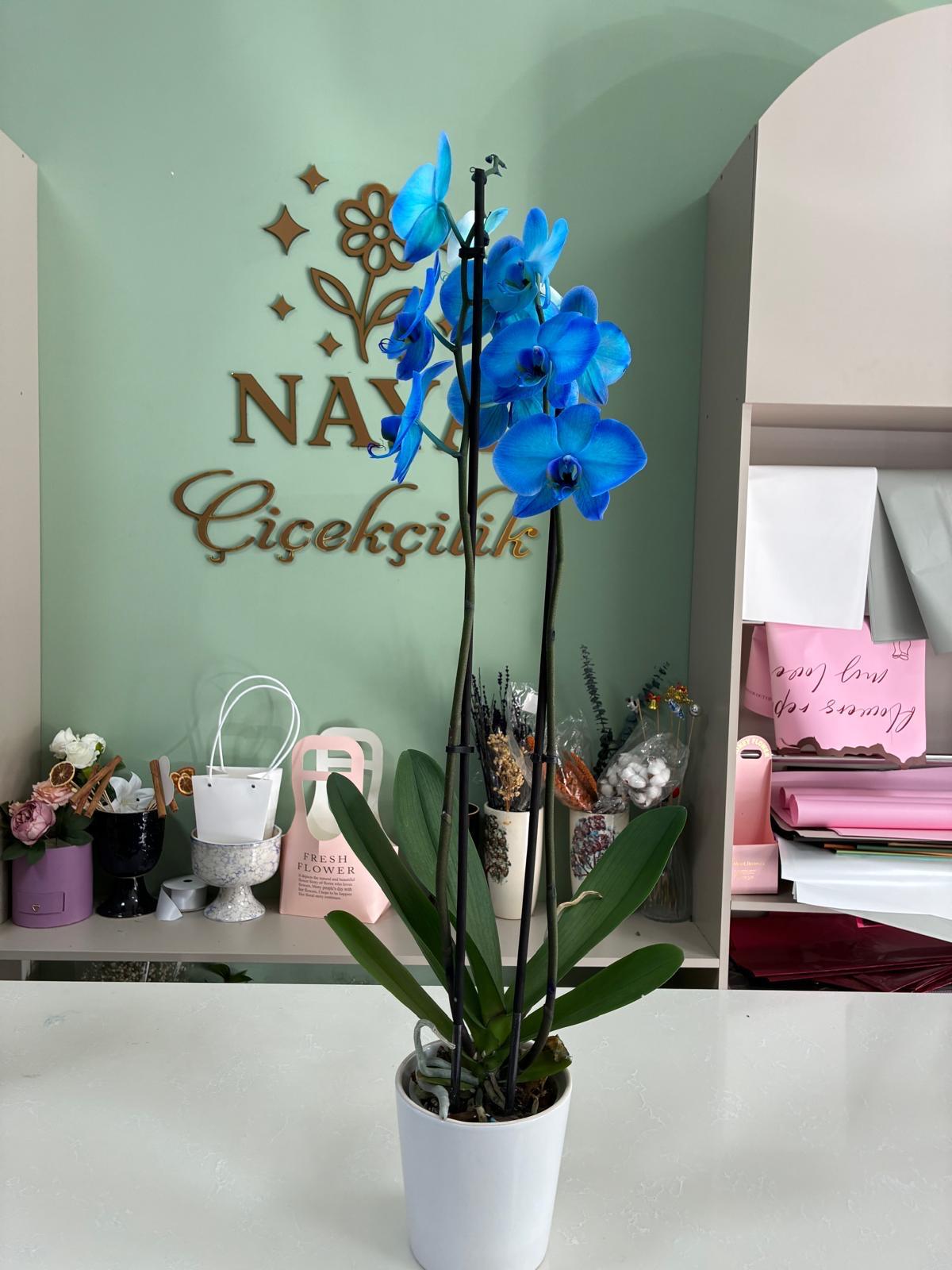 Mavi Safir – Çift Dallı Mavi Phalaenopsis Orkide