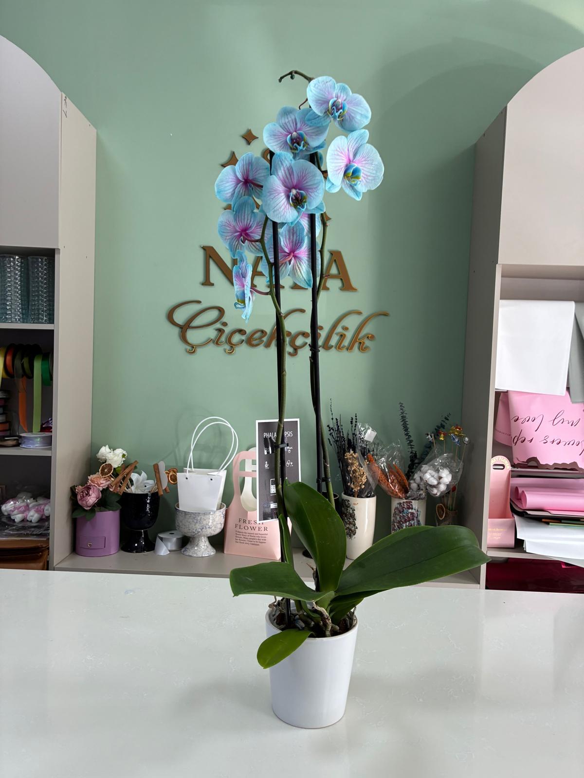Turkuaz Rüyası – Çift Dallı Mavi Pembe Phalaenopsis Orkide